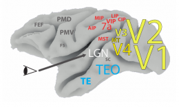 Areas of the visual cortex