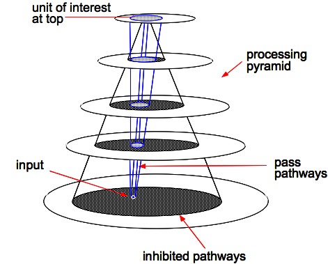 Selective Tuning
                          model